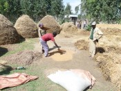 Producing teff in Ethiopia
